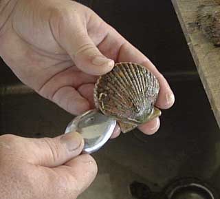 How to clean scallops